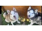 Adopt Stella and Luna a Gray/Silver/Salt & Pepper - with White Siberian Husky /