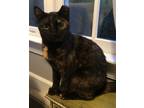Adopt Ripley21T a Domestic Shorthair / Mixed (short coat) cat in Youngsville