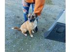 Adopt Misty a Tan/Yellow/Fawn - with Black Shepherd (Unknown Type) dog in