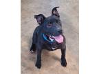 Adopt Tugg a Black - with White American Pit Bull Terrier / Boxer / Mixed dog in