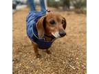 Adopt Mugs a Brown/Chocolate Dachshund / Mixed dog in Dallas, TX (33607790)