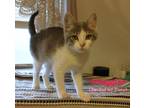 Adopt Maggie (Bonded w/ Lucy) a Gray, Blue or Silver Tabby Domestic Shorthair