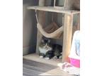 Adopt Kami a Brown Tabby Domestic Longhair / Mixed (long coat) cat in Ogden