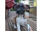 Adopt ABBEY a Mixed Breed (Medium) / Mixed dog in Palm City, FL (33604965)