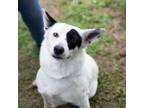 Adopt Mandalay (Andie) a White - with Tan, Yellow or Fawn Australian Cattle Dog