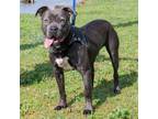 Adopt Momoa a Gray/Silver/Salt & Pepper - with Black Pit Bull Terrier / Mixed