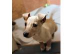 Adopt KERMIT a Tan/Yellow/Fawn Dachshund / Mixed dog in Pena Blanca