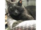 Adopt Silver [CP] a Gray or Blue Russian Blue / Mixed (short coat) cat in