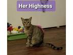 Adopt Her Higness a Gray, Blue or Silver Tabby Domestic Shorthair (short coat)