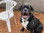Adopt TANK a Black - with White Mastiff / Mixed dog in Tacoma, WA (33604125)