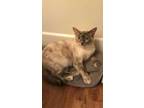 Adopt Cotton a Brown or Chocolate Domestic Shorthair / Domestic Shorthair /
