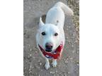 Adopt KODA a White German Shepherd Dog / Mixed dog in Pena Blanca, NM (33606770)
