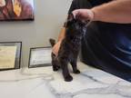 Adopt BBQ a All Black Domestic Longhair / Mixed cat in Dickson, TN (33606504)
