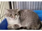 Adopt Gracie a Gray or Blue (Mostly) Domestic Shorthair / Mixed cat in Dickson