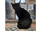 Adopt Madre a All Black Domestic Shorthair / Mixed cat in Sedalia, MO (33606338)