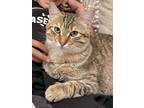 Adopt Tango a Gray, Blue or Silver Tabby Domestic Shorthair (short coat) cat in