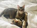 Adopt Cash a Gray, Blue or Silver Tabby Domestic Shorthair (short coat) cat in