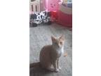 Adopt Fern a Orange or Red Domestic Shorthair / Mixed (short coat) cat in