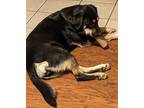 Adopt Maggie a Black - with Tan, Yellow or Fawn Hound (Unknown Type) / German