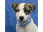 Adopt PHOEBE a White - with Tan, Yellow or Fawn Cattle Dog / Pit Bull Terrier /