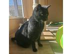 Adopt Merlin a All Black Domestic Mediumhair / Mixed cat in Colorado Springs