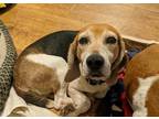 Adopt Papo a Tricolor (Tan/Brown & Black & White) Beagle / Mixed dog in Hanover
