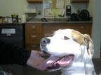 Adopt SPOT a White - with Black Boxer / Mixed dog in Santa Cruz, CA (33605839)