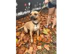 Adopt Riley a Tan/Yellow/Fawn - with Black Black Mouth Cur / Mixed dog in