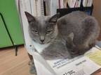 Adopt Wenonah a Gray or Blue (Mostly) Domestic Shorthair / Mixed cat in