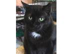 Adopt TANK a Black (Mostly) Domestic Shorthair (short coat) cat in Spotsylvania