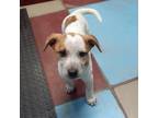 Adopt Ann a White - with Tan, Yellow or Fawn Australian Cattle Dog / Mixed dog