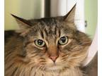 Adopt It-E-Bittie a Domestic Longhair / Mixed cat in Sioux City, IA (33605360)