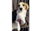 Adopt ARLO a Tricolor (Tan/Brown & Black & White) Dachshund / Mixed dog in Pena