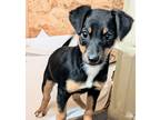 Adopt KIKKI a Tricolor (Tan/Brown & Black & White) Dachshund / Mixed dog in Pena