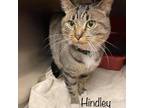 Adopt Hindley a Brown or Chocolate Domestic Shorthair / Mixed cat in Cumming