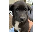 Adopt Rocky~adopted! a Black - with White Border Collie / Labrador Retriever /