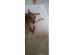 Adopt Sydney a Tan/Yellow/Fawn Miniature Pinscher / Rat Terrier dog in Westland