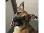 Adopt Dash a Shepherd (Unknown Type) / Boxer / Mixed dog in Raleigh
