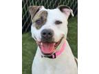 Adopt Daisy a White American Pit Bull Terrier / Mixed dog in Red Bluff