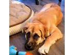 Adopt Liv a Tan/Yellow/Fawn Shepherd (Unknown Type) / Mixed dog in Edmonton