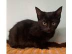 Adopt Anika(ANN-e-kuh)-kitten a All Black Domestic Shorthair / Mixed (short