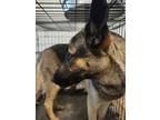 Adopt Macy a Black - with Tan, Yellow or Fawn Belgian Malinois / Mixed dog in
