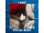Adopt Monte a All Black Domestic Shorthair / Domestic Shorthair / Mixed cat in