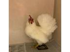Adopt A-7890 a Chicken bird in Westminster, CA (33604556)