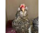 Adopt A-7889 a Chicken bird in Westminster, CA (33604555)