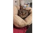 Adopt Aubrey a Brown Tabby Domestic Shorthair cat in Linton, IN (33604280)