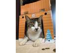 Adopt Nadia a Domestic Shorthair / Mixed cat in Brockville, ON (33604422)