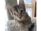 Adopt Granger a Brown Tabby Domestic Shorthair (short coat) cat in Virginia