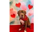 Adopt Bolt a White American Pit Bull Terrier / Mixed dog in Hutchinson