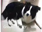 Adopt Green a Black - with White Border Collie / Mixed dog in Surrey